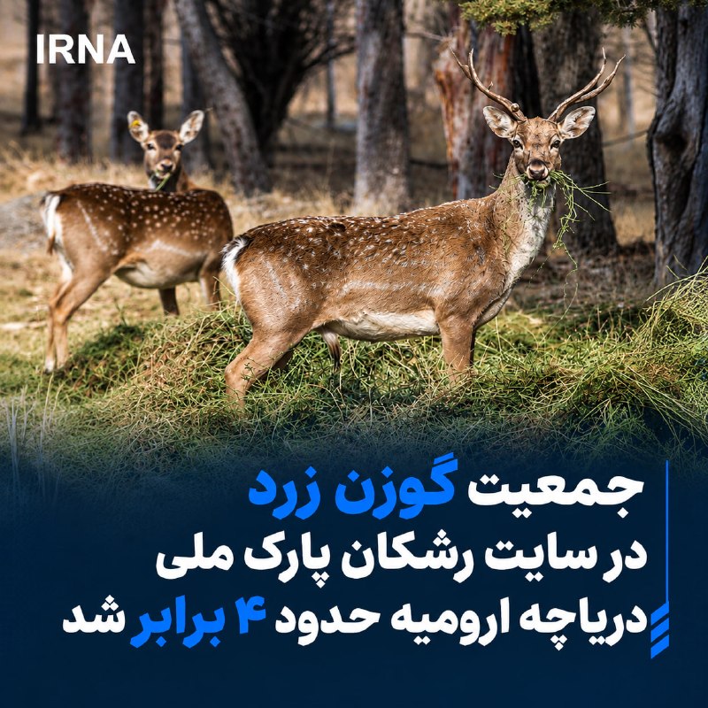 🔸 West Azerbaijan Environment: The optimal maintenance conditions at the Urmia Reshkan Lake National Park site and the success of the yellow deer breeding programs at this location have quadrupled the population of this species.