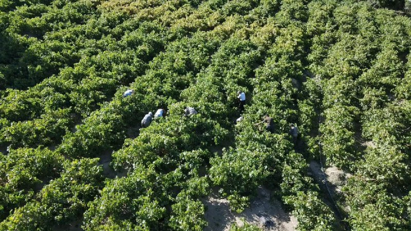 دەنگی خانێ: 🔺آیین بولاوگیری در روستای دولاب از توابع سنندج🔹یکی از شیوههای سنتی تهیه کشمش، که با استفاده از انگورهای تولیدشده در من
