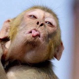 OBEZYANA 🐒🇺🇦