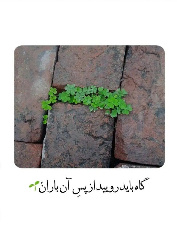 🎆🎀 فتونایس 🎀🎆: گاه باید رویید از پس آن باران...#عکس_نوشته 🌷🍃@photoniceee✿࿐༅࿇༅࿐✿