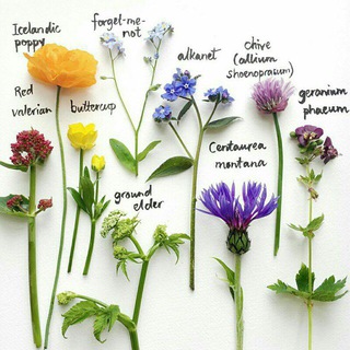 🌱کانال کالج فلور ایرانیکا🌱 Telegram Group Link