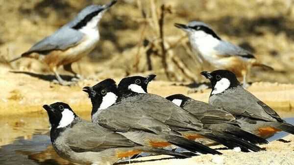 پیام‌ ما آنلاین: 🔶دستگیری صیاد غیرمجاز در دیّر؛ کشف ۱۶ قطعه بلبل‌خرما از متخلف🔷اداره‌کل حفاظت محیط‌زیست بوشهر از دستگیری یک صیاد متخلف در