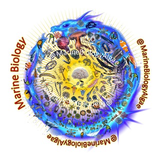 🗺Marine Biology, Algae,phytoplankton🌐 Telegram Group Link