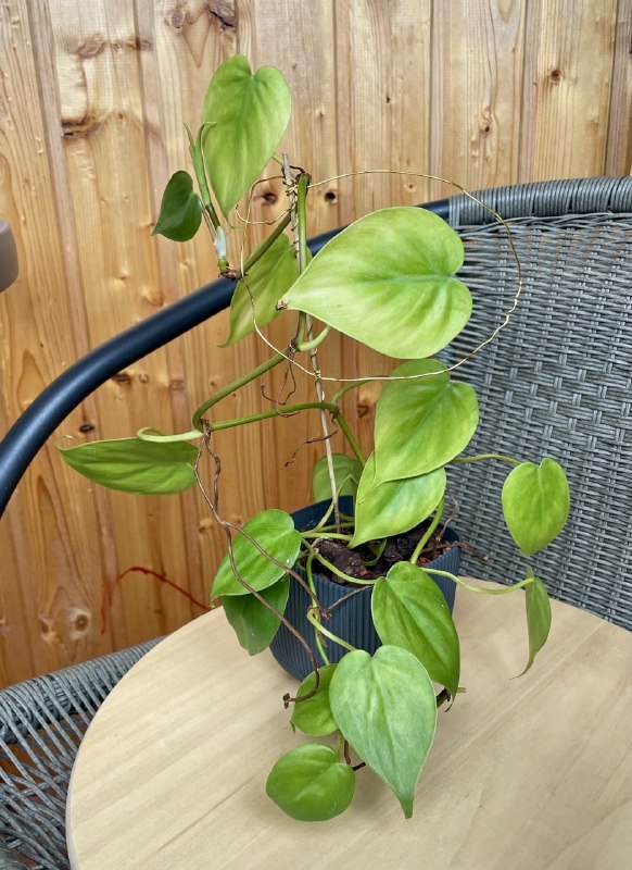 Домашнее растение, какой-то филодендрон 😅. 15 лар — фото 1