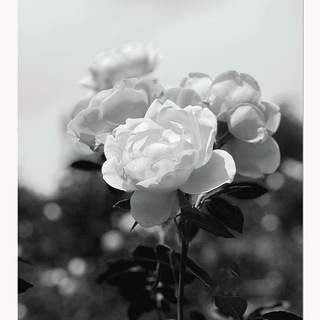 TheWhiteRose Umeå - Sweden Telegram Group Link
