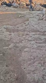 مستوطنون يقتحمون خربة الخرابة ويرعون مواشيهم قرب منازل السموع
