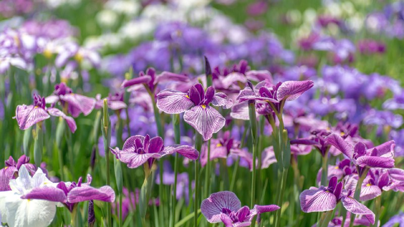 Waves of purpleAn iris garden in Tokyo, Japan (© M.Arai/Getty Images)