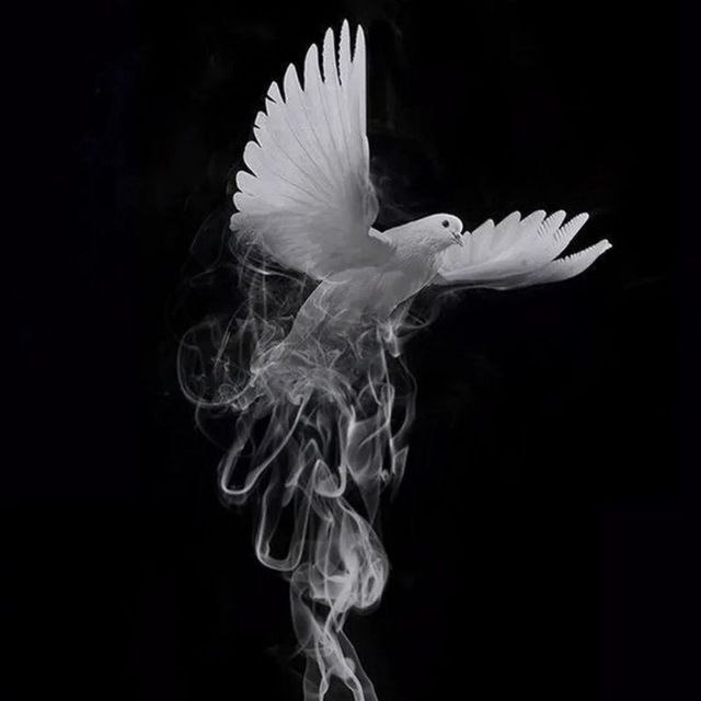 مهر نامه (دانش نامه ای برای زندگی ) 🤝: 🕊و ما روزی خواهیم رقصید، روی همان زمینی که به ما درد را یاد داد.#شب_بخیر✨----⚜️۰🔶۰⚜️---برای حمایت ، کانال را به دوستان خ