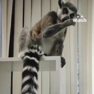 Первого в Москве лемура-психолога Васю изъяли из антикафе и передали в зоопарк. Нечеловеческие условия труда были зафиксированы прокуратурой Москвы у Василия с Чистых прудов. Предприимчивая дама продавала депрессующим москвичам приватные встречи с хвостаты