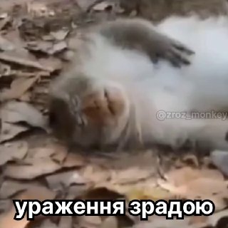המכירה שאושרה על ידי משרד החוץ של טילי פטריוט לאוקראינה תחל לאחר 2030. העיתונאי אלכס ראפוגלו דיווח על כך בה…
