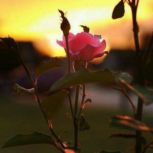 استغفار: ❣اگر بجای شکایت برای چیزهایی که ندارید، برای چیزهایی که دارید قدردانی کنید احساس بهتری پیدا میکنید و این باعث جذب چیزهای