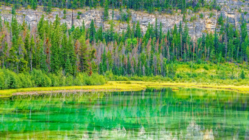 The magic of JasperSmall lake and marsh in Jasper National Park in Alberta, Canada (© Don White/Getty Images)