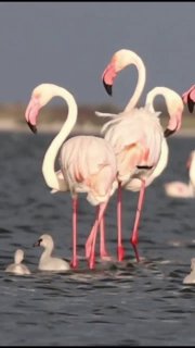 סתיו ורוד של אזור אודסה: מאות פלמינגו עפים לשפכי טוזלובסקי מדי סתיו, מאות פלמינגו ורודים עפים מטורקיה לפארק…