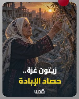 الاحتلال يدمّر 90% من أشجار الزيتون بغزة