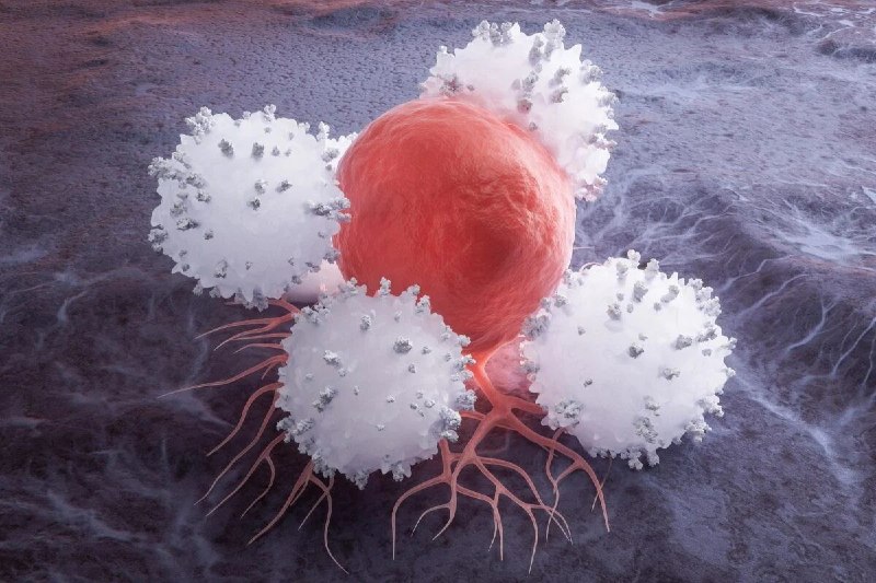זיהוי חלבון והגברת התקווה לגלות את הדרך הבלתי ניתנת לעצירה של תאים סרטניים
