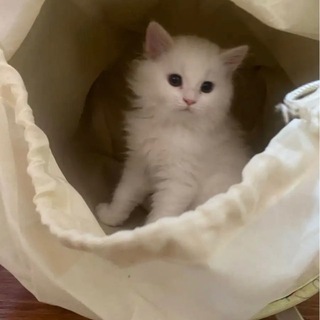 ،شِــٖٖـغِــٖٖـفِ͒ــٖٖـ ،!💜🌸 ء Telegram Group Link