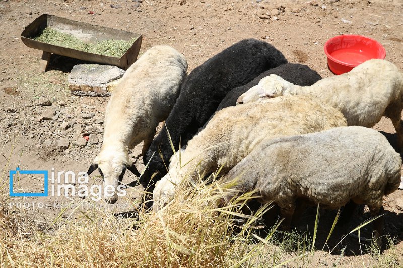 Growing four thousand tons of red meat production was a goal of the nomads