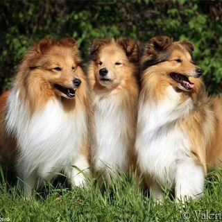 ВАЛЕРИНА РОСС шелти & мини аусси (Valerina Ross - sheltie & mini aussie (mas, мас)