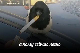 Орнитологи рассказали, зачем птицы тащат в гнезда окурки: https://lentach.media/OvvGH