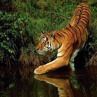 Wildlife logo