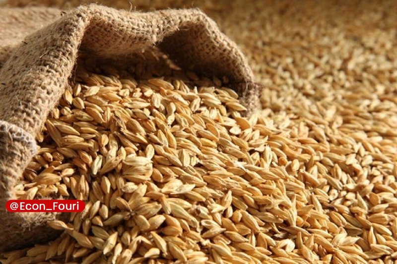 اقتصاد فوری 📈: تولید جو در کشور ۱.۵ میلیون تن افزایش یافتمعاون امور زراعت وزارت جهاد کشاورزی از افزایش ۶۲ درصدی تولید جو کشور در سال زر