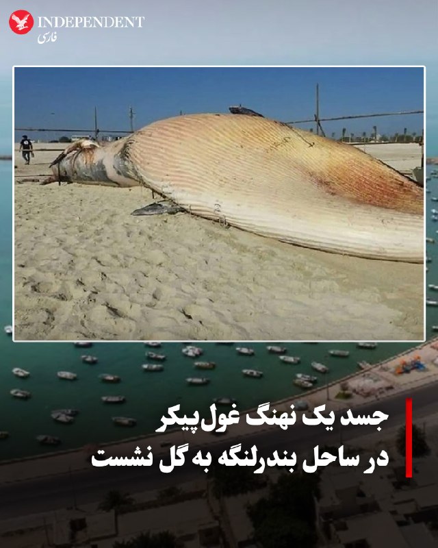 لاشه نهنگ غول‌پیکر در ساحل چارک — اندیپندنت فارسی