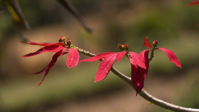 'Red-y' for the holidaysWild poinsettia (aka Christmas flower) (© David Hosking/NPL/Minden Pictures)