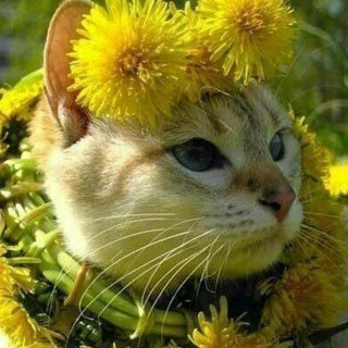 Животные и потеряшки. Пристрой.