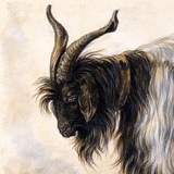 Evolve of Gandja