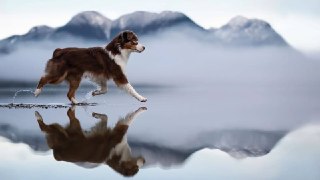 Немного милоты. Зацените работы финалистов конкурса фотографий домашних питомцев International Pet Photography Awards: https://lentach.media/5NYX2