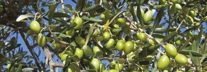 همای خبر گیلان🇮🇷: ترکیب جدید زیستی برای مقابله با مگس زیتون در باغهای گیلان🔹مدیر مرکز تحقیقات کشاورزی گیلان اعلام کرد که در نتیجه پژوهش م