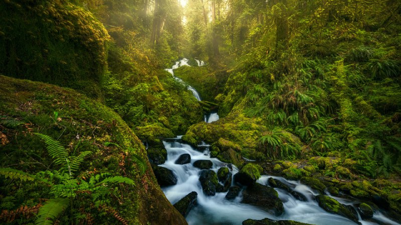 Moss and mistA waterfall in Olympic National Park, Washington (© Chris Moore/TANDEM Stills + Motion)
