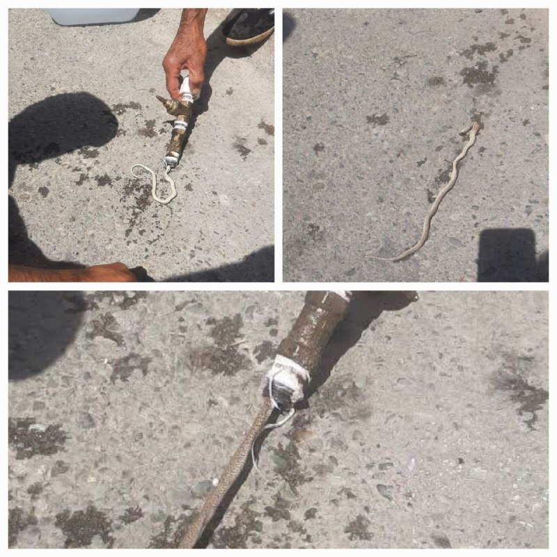 پایگاه خبری البرز: اتفاقی نادر در یکی از روستاهای جاده چالوس / ورود مار به لوله آب !پس از دو روز قطع آب در منزل یکی از اهالی روستای ورزن، ب
