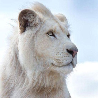 Wild Life 🐅 Telegram Group Link