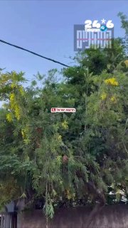 🇮🇱 רחובות: עובדי חברת החשמל הגיעו לתקן תקלה ונתקלו בנחש צפע ענק זוחל על הכבלים. חדשות ישראל. שטח אש בטלגרם.