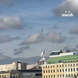 Застрявшую в проводах над Невой чайку спасли в Петербурге — птаха никак не могла выбраться сама. Пришлось вызывать кран МЧС и вызволять пернатую — и она полетела по своим важным птичьим делам. добряха дня❗ Не грузятся фото и видео? Читайте нас в MAX