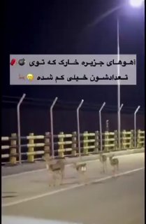 🔴 הצבאים היפים של האי חארק, שהגיעו לרחובות וליד אנשים בגלל קול הפיצוץ