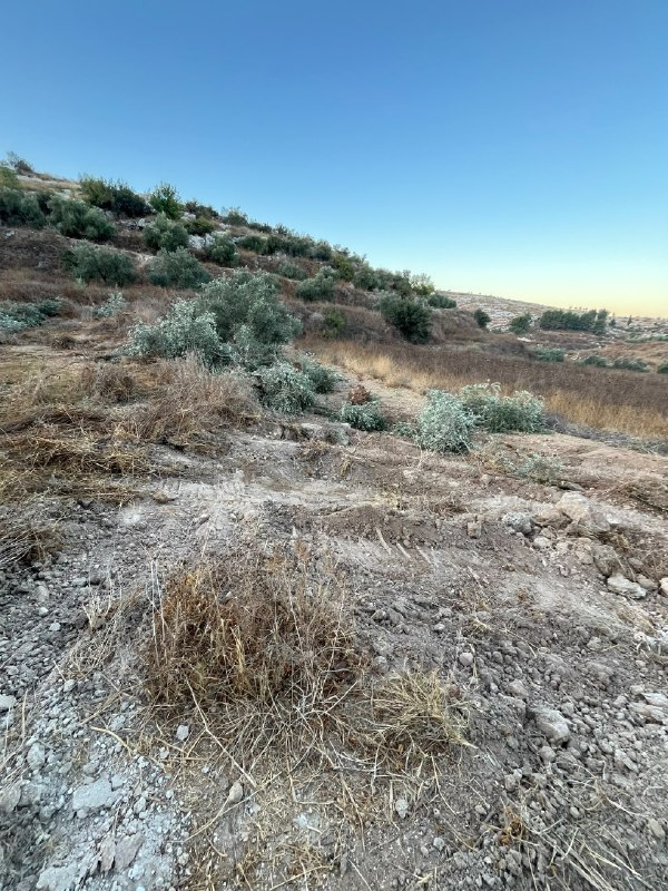 מתנחלים עוקרים עשרות עצי זית מאדמות העיירה נעלין ממערב לרמאללה.