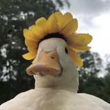 летс гет дакс