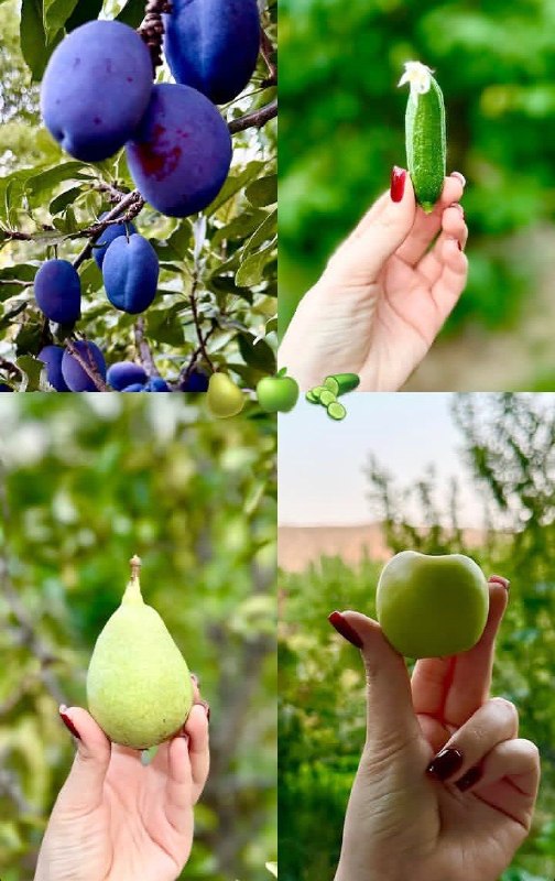 صفرتاصدکشاورزی💯✅: رسانه پست