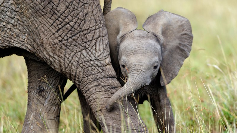 Guardians of the wildAfrican elephant calf playing with its mother, Masai Mara National Reserve, Kenya (© Denis-Huot/naturepl.com)