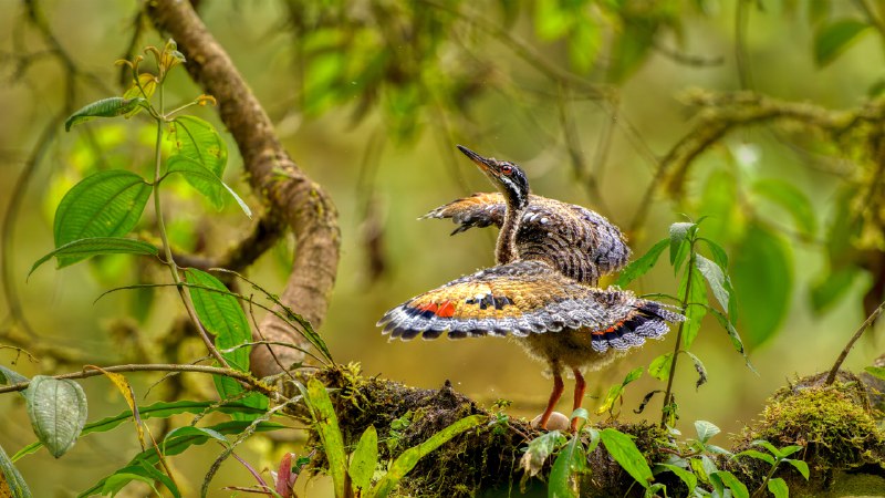 Wings in rehearsalJuvenile sunbittern displaying at nest, Ecuador (© Andy Rouse/naturepl.com)