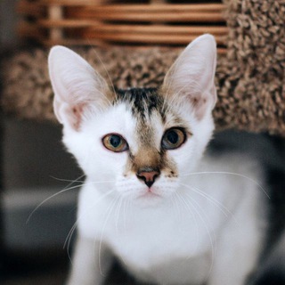 Коты и коучинг Telegram Group Link