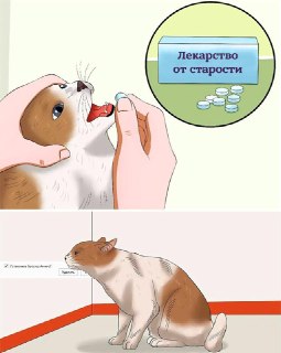Сооснователь Mail ru инвестировал в стартап, который занимается разработкой «лекарства от старости». Почитайте, что известно об этих экспериментах и как относятся к ним коллеги-ученые: https://lentach.media/UG6ZR