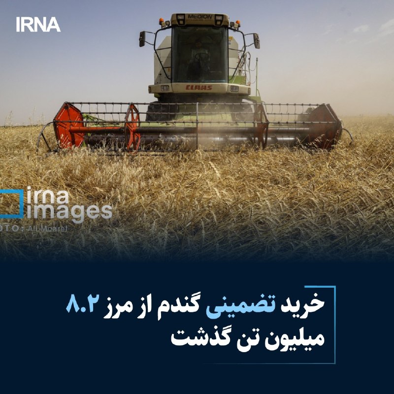 خبرگزاری ایرنا: معاون وزیر جهادکشاورزی در امور زراعت با اشاره به خرید تضمینی بیش از هشت میلیون و ۲۰۰ هزارتن گندم، از پرداخت ۵۵ درصد بهای