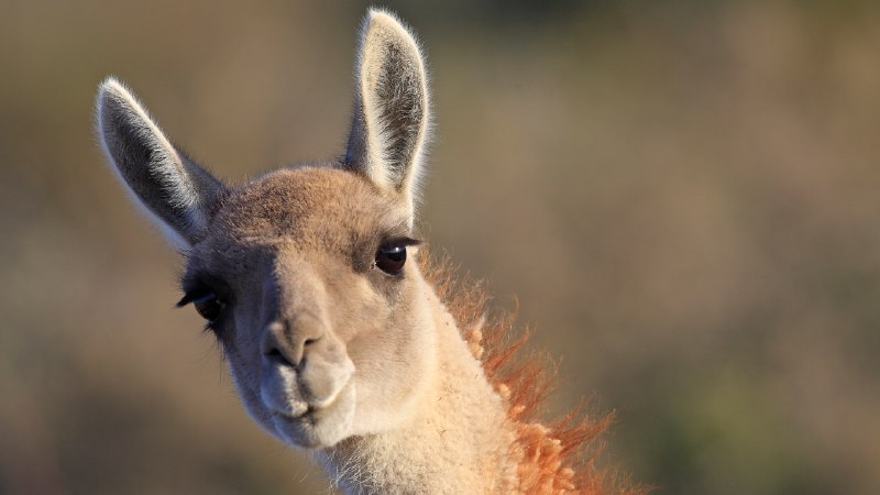 Say 'cheese'… or grassGuanaco in Punta Norte, Argentina (© Sylvain Cordier/naturepl.com)