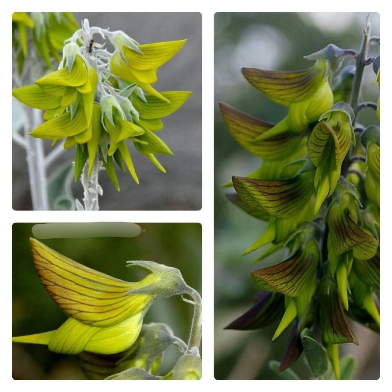 دانستنیهای عجیب: برگ های این گیاه خیلی شبیه پرنده ست و بومی استرالیاست.این گیاه birdflower نامیده میشه!@AmaZinGss