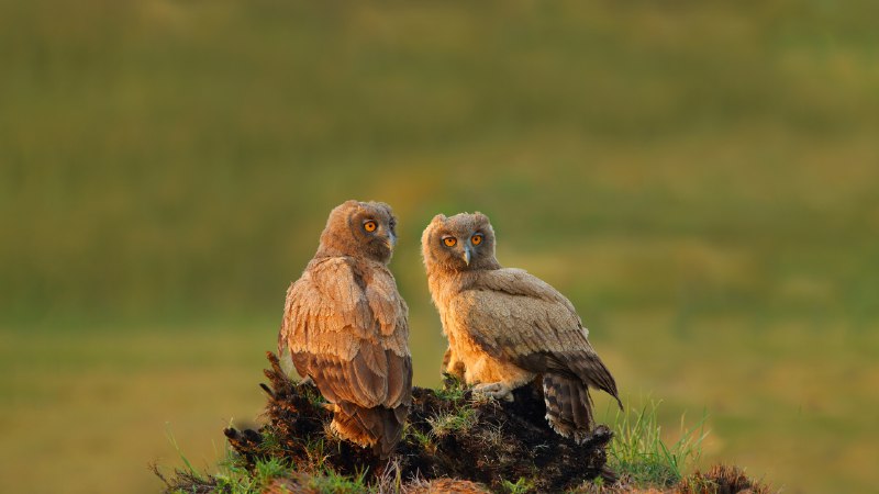 Birds of a feather hoot togetherDusky eagle-owls, Pakistan (© zahoor salmi/Getty Images)