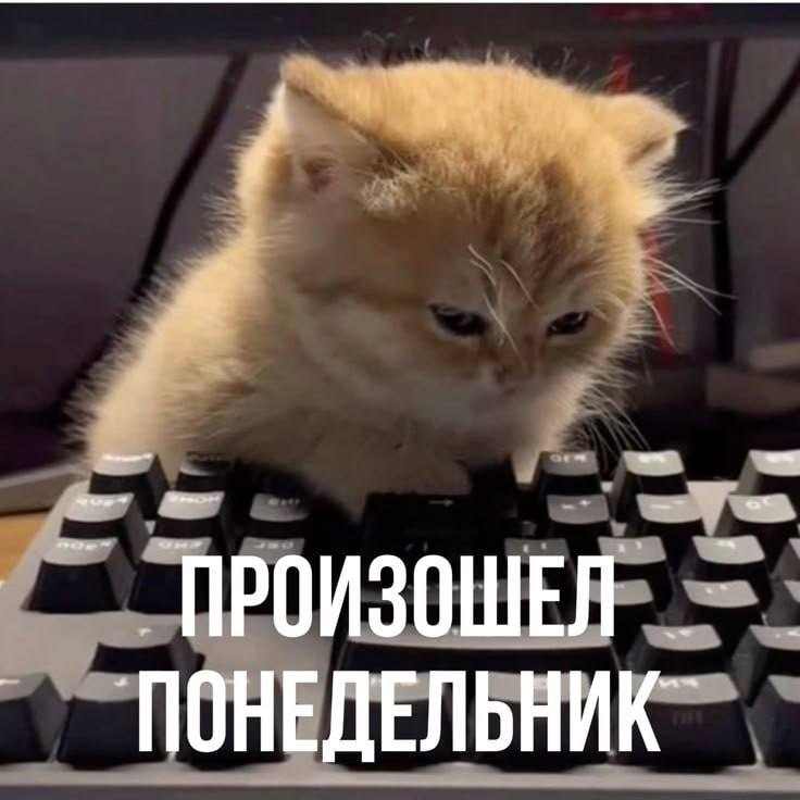 Неделя в самом разгаре, а это значит пора выбирать своего тотемного котика Какой сегодня вы? Я В ДОМИКЕ Please open Telegram to view this post VIEW... - изображение 8 - telegram, view, неделя