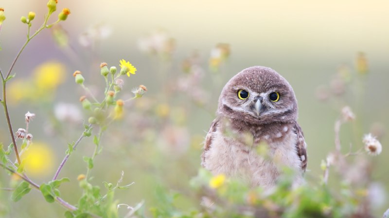 Hoot hoot hooray!Florida burrowing owlet, Cape Coral, Florida, USA (© mlorenzphotography/Getty Images)